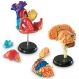 Learning Resources Complete Anatomy Models | Educational Resources | Creative Activity
