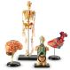 Learning Resources Complete Anatomy Models | Educational Resources | Creative Activity