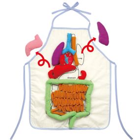 Human Anatomy Apron