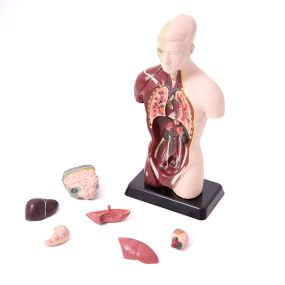 Quarter-Scale Anatomical Torso