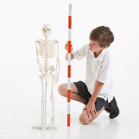 Boney Tony Half Sized Human Skeleton Model