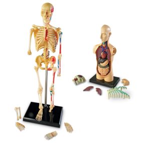 Learning Resources Complete Anatomy Models | Creative Activity