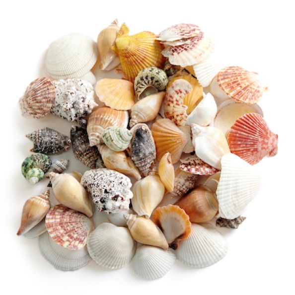 Assorted Sea Shells 500g | Creative Activity