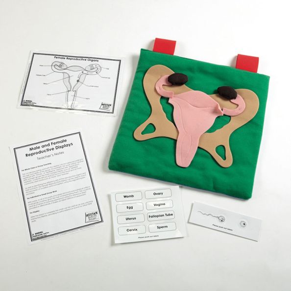 Reproductive Organ Display Vests Female | Creative Activity