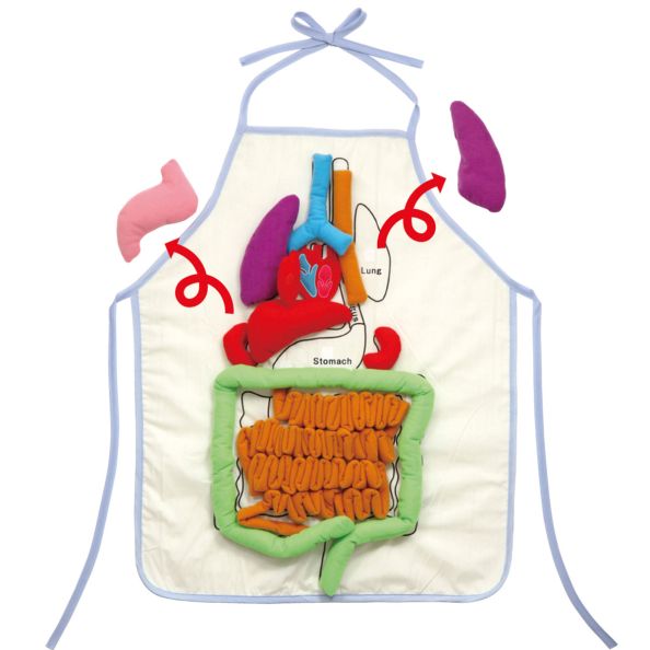 Human Anatomy Apron