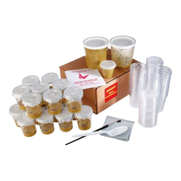 Refill Caterpillars for Butterfly Kits | Creative Activity