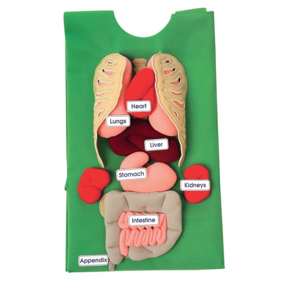 Human Anatomy Tunic