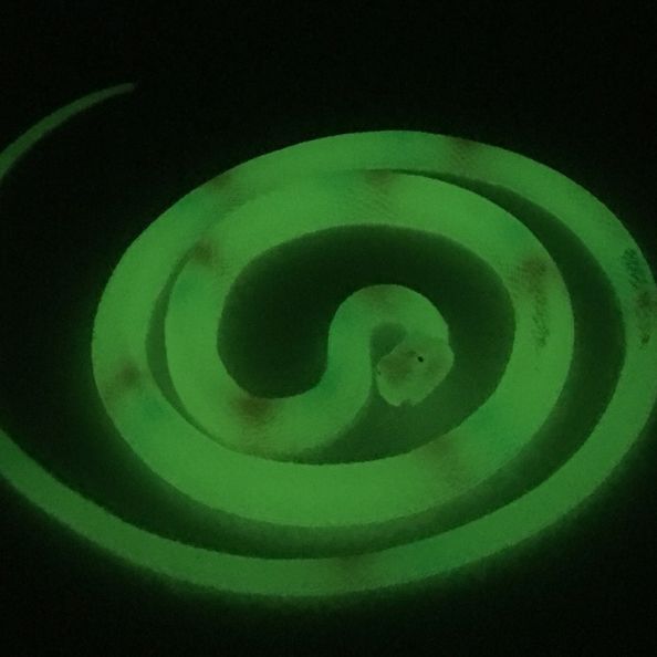 Glow In Dark Snake
