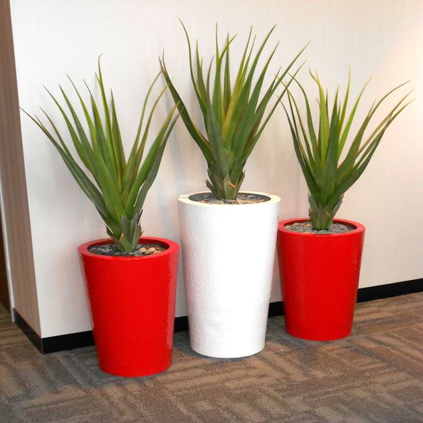 Floor Standing Display Plants - Pandanus Plant | Creative Activity